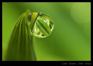 Leaf Green Dew Drop.jpg